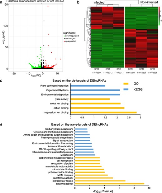 Analysis of lncRNAs from R. solanacearum-infected and -related control RNA-seq data. (a) Volcano map of DElncRNAs between the infected and noninfected groups of R. solanacearum. (b) Heat map of DElncRNAs. (c, d) The top 10 GO terms and KEGG pathways based on the cis/trans targets of DElncRNAs. The significant GO terms or KEGG pathways <10 showed all the significant terms or pathways.