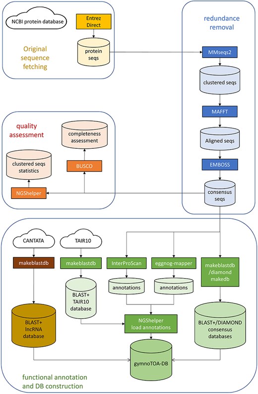 GymnoTOA-DB construction workflow.