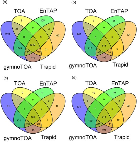 Venn diagrams for numbers of annotated sequences and recovered GO terms for a xylogenesis transcriptome (44 849 transcripts) of Pinus canariensis with gymnotoa-app using BLAST+ (gymnotoa-db), TOA (PLAZA Gymno01), EnTAP (eggNOG), and TRAPID (PLAZA Dicots 4.5). For visualization purposes, we do not show the results from gymnotoa-db using DIAMOND. Unique GO term numbers correspond to the best hit sequence. GO term numbers by BP, CC, and MF are obtained after computing the similarity matrix between GO terms and reducing redundant GO terms based upon the genome wide annotation database for Arabidopsis, org.At.tair.db. (A) all GO terms; (B) GO terms for BP; (C) GO terms for CC; (D) GO terms for MF.