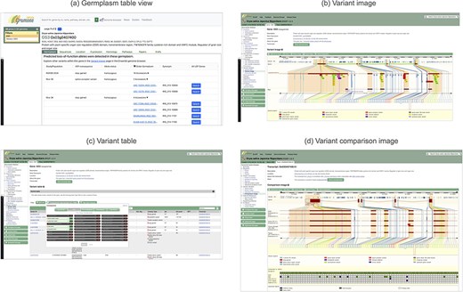 The demonstration of how to mine the PTV variants of a gene and identify potential germplasms that carry such variation. Use Case of protein truncation variants (PTVs) with GS3 gene.
