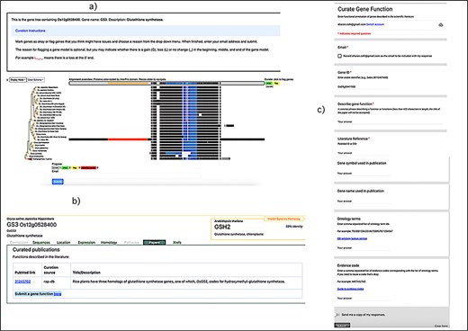 Show users how to help curate the structure of a gene in the context of phylogenetic tree, and help add functional information for a gene. Community curation in GrameneOryza interface