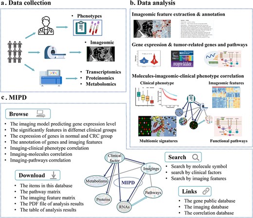 Database content and construction of MIPD. (a) Data collection process in the MIPD. (b) Construction of MIPD. (c) User interface of the MIPD, supporting browsing, searching, and downloading of analysis results.