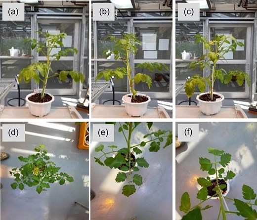 Collection of healthy and diseased plant images from various angles. (a). Front view image (0°), (b) front view image (120°), (c) front view image (240°), (d) top view image, (e) petiole image (upper leaf), (f) petiole image (lower leaf).