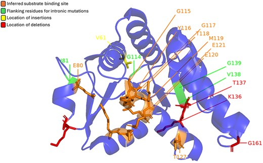 Mutations found in LOG genes from the Solanum genus mapped on CRMP (LOG8) from A. thaliana (PDB: 1YDH). Red represents location of deletions, yellow represents location of insertions, and green marks the flanking residues for intronic mutations. The orange area marks the inferred substrate binding site.