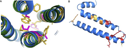 Potential non-coding genes GJE1 and HIGD2B. Panel A shows a cross-section of the predicted AlphaFold structures of human (blue) and cat (green) GJE1. Cat GJE1 conserved residues that have mutated in the human sequence are shown as yellow sticks; some of the mutated human residues are shown in magenta. Cat GJE1 forms a four-helix transmembrane bundle, but many of the human mutations would adversely affect the packing of the transmembrane helices. From top, clockwise, tryptophan (cat) to serine (human), glutamate to alanine, tyrosine to asparagine, methionine to isoleucine, and in the background, cysteine to phenylalanine. The tryptophan to serine mutation would require the human sequence to use the fictitious 5′ splice site. In panel B, the predicted AlphaFold structure of human HIGD2A. Residues in conserved positions that have mutated in the human HIGD2B sequence are shown as sticks; sticks are coloured red when the mutation is in a wholly conserved position and orange when the mutation is in an almost completely conserved position, and yellow when it is another radically different amino acid in a less conserved position.