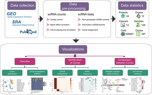 Scheme of the ScLineageAtlas portal.