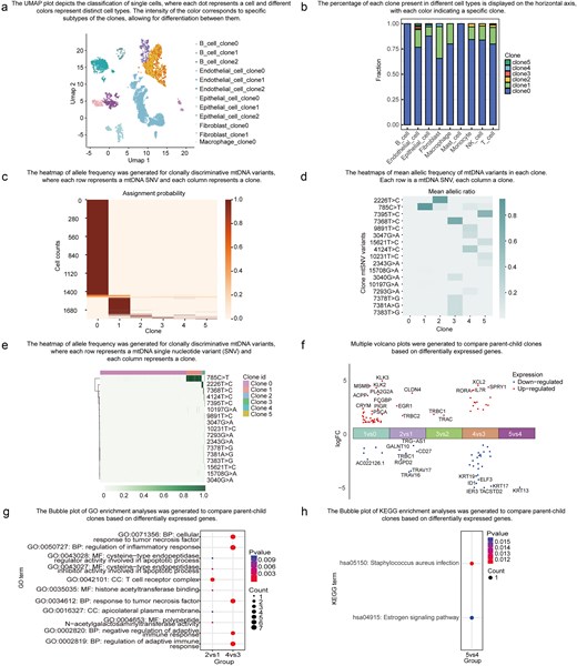Data exploration functionality. (a) UMAP of cell types, where each dot represents a cell and different colours indicate distinct cell types. (b) Bar plot displaying clone fractions in different cell types. (c) Heatmap showing the probability of each cell being assigned to each clone, where each row represents a cell and each column represents a clone. (d) Heatmap of mean allelic frequency of mtDNA variants in each clone, with each row representing an mtDNA SNV and each column representing a clone. (e) Heatmap of allele frequency for clonally discriminative mtDNA variants, where each row represents an mtDNA SNV and each column represents a cell. (f) A volcano plot comparing two specific clones was generated based on DEGs. (g) A bubble plot illustrating the Gene OO)enrichment analysis for the two clones based on DEGs. (h) A bubble plot displaying the Kyoto Encyclopedia of Genes and Genomes (KEGG) enrichment analysis for the two clones based on DEGs.