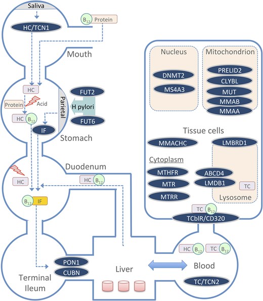 A summary schematic of the key genes involved in the absorption, transport, and metabolic utilization of B12 across different body compartments. TCN1: transcobalamin I (haptocorrin); TCN2: transcobalamin II; GIF: gastric intrinsic factor (IF); FUT2: fucosyltransferase 2; FUT6: fucosyltransferase 6; CUBN: cubilin; PON1: paraoxonase 1; CD320 (TCblR): transcobalamin receptor; MMACHC: methylmalonic aciduria and homocystinuria type C; LMBRD1: LMBR1 domain containing 1; ABCD4: ATP binding cassette subfamily D member 4; MTHFR: methylenetetrahydrofolate reductase; MTR: 5-methyltetrahydrofolate-homocysteine methyltransferase; MTRR: methionine synthase reductase; DNMT2: DNA methyltransferase 2; MS4A3: membrane spanning 4-domains A3; MUT: methylmalonyl-CoA mutase; MMAB: methylmalonic aciduria type B (adenosyltransferase); MMMAA: methylmalonic aciduria type A (GTPase); CLYBL: citrate lyase beta-like; PRELID2: PRELI domain containing protein 2.