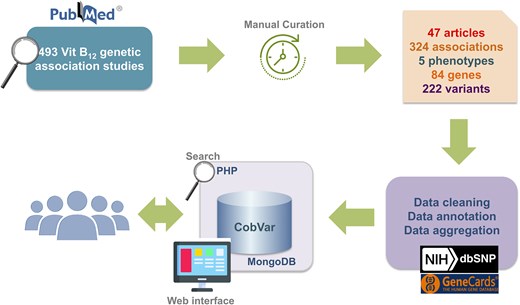 A schematic workflow of data collection and database integration for CobVar database.