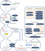 A summary schematic of the key genes involved in the absorption, transport,...