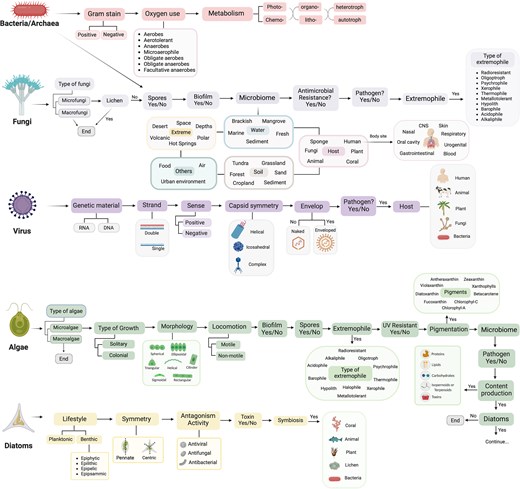 Structure of The Microbe Directory database. The information collected has been targeted by microbial domains. Data collected followed the schema shown.