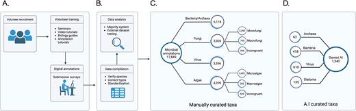 Diagram of The Microbe Directory database. (A) Volunteer recruitment, training, and data annotation. (B) Processing of the data manually collected. (C) Database construction using curated data. (D) Comparison and inclusion of AI-collected data.