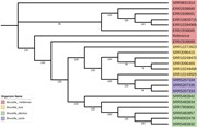 The phylogenetic relationships between various species of Brucella.