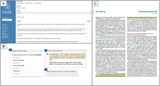 Current and planned integration of sentence classification output into curation workflows. (A) Extracted sentences identified as fully or partially curatable are presented to professional curators via a dedicated interface, allowing for rapid evaluation and annotation of key data types. (B) Future integration into the ACKnowledge submission form will present curatable sentences to authors, enabling direct validation of sentence-level evidence during manuscript submission, and supporting more comprehensive community curation. (C) A dedicated PDF viewer will highlight relevant sentences within the full text of the article, enabling authors and curators to efficiently locate, review, and validate statements without cross-referencing external tools. The paper displayed is Meng et al., PMID: 32668210.