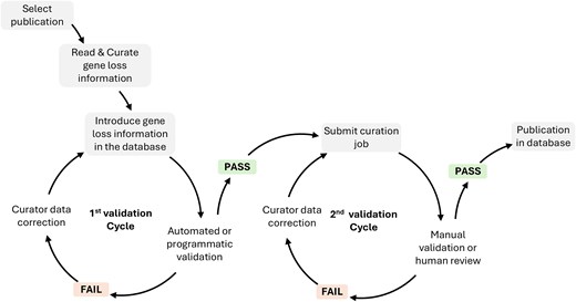 Database curation workflow and validation steps.