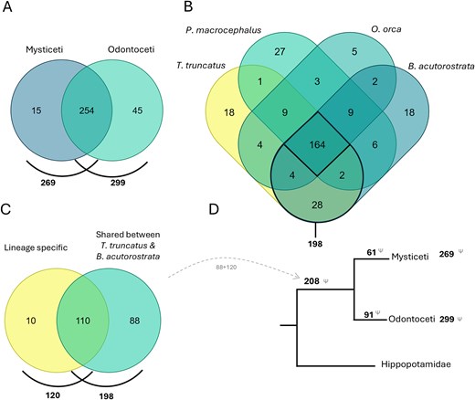 (A) Comparison of genes lost in all Mysticeti and Odontoceti species annotated in the Gene Loss DB. (B) Comparison of genes lost in four species with the highest number of GLoss annotations. (C) Comparison of genes lost shared between T. truncatus and B. acutorostrata (198) with genes reported in the literature to be lost in the cetacean ancestor, lineage-specific (120). (D) Schematic representation of gene loss data in the cetacean lineage (Venn diagrams prepared using dataset intersections at molbiotools.com).