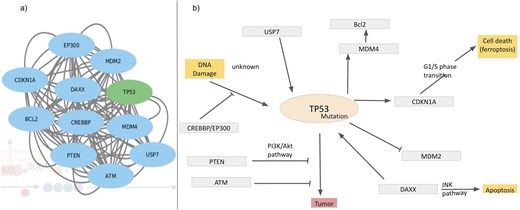 Interactome around Tp53, (a) derived from the STRING network and (b) regulatory pathways of Tp53; inhibition (—|) and interaction (→).