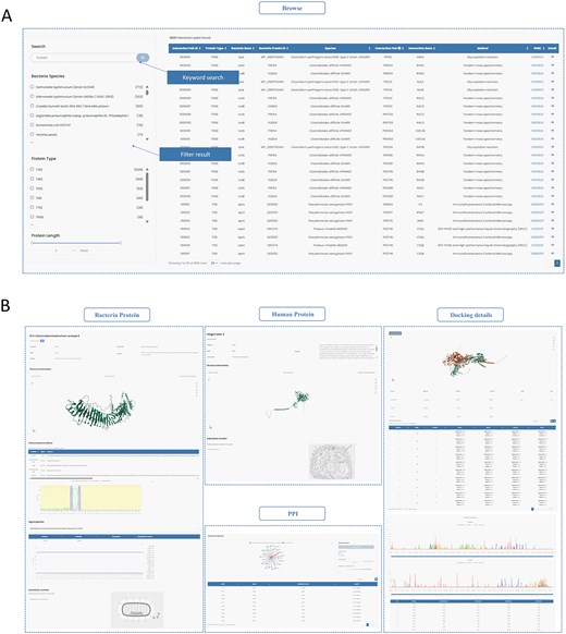 Two modules of InTxDB. (A) Browse module: Users can filter interaction data using options such as bacterial species, secretion system type, and protein length to quickly locate relevant information. (B) Detailed information page: Displays comprehensive details on selected interactions, including protein sequences, structures, interaction networks, and docking predictions, providing insights into bacterial effector–host interactions.