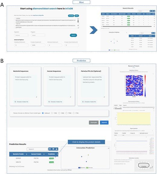 Tools of InTxDB. (A) Diamond tool: Provides sequence alignment capabilities with customizable parameters, allowing users to analyse and download alignment results. (B) HPInet Prediction tool: Predicts bacterial effector–host interactions based on sequence data or predefined PPI lists, generating network visualizations and residue importance heatmaps for deeper interaction analysis.