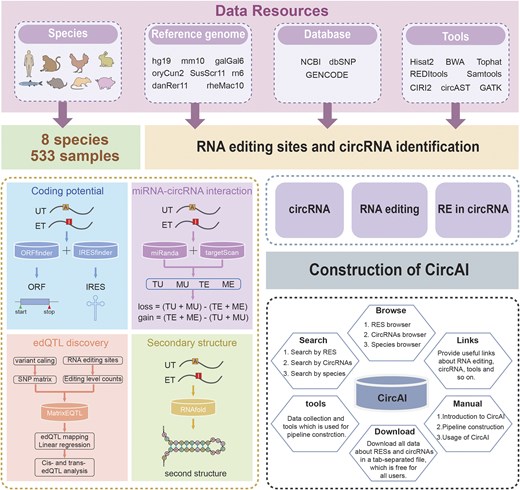 Workflow for the construction of CircAI.