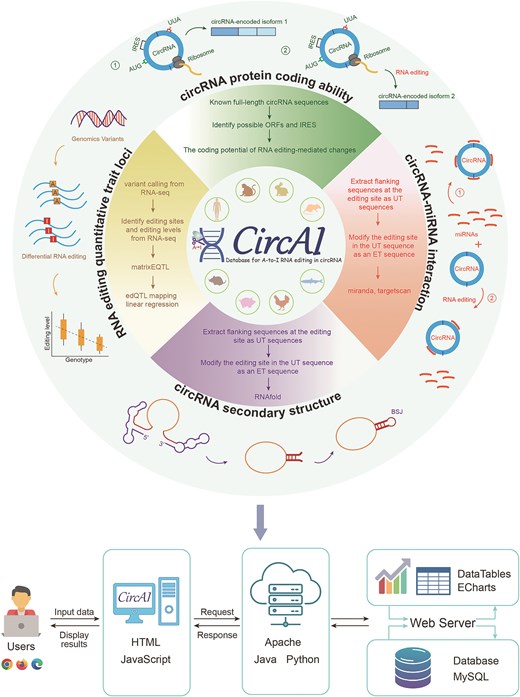 Architecture design of CircAI.