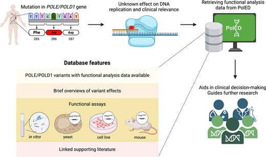 PolED features and application in variant interpretation. Most POLE/POLD1 mutations are classified as variants of unknown significance. PolED compiles functional analysis data on POLE/POLD1 variants reported in humans. This information can assist clinicians and researchers in interpreting clinical variants.