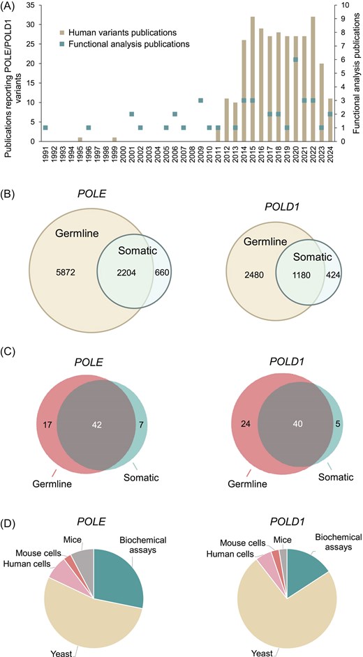 Literature curation and database content. (A) Publications reporting human POLE/POLD1 variants and their functional studies in experimental models. See Supplementary Tables S3 and S4 for the complete list of publications. (B) Venn diagrams of germline and somatic POLE/POLD1 variants reported in the literature and public databases as of August 2024. See Supplementary Tables S1 and S2 for the complete list of variants. (C) Venn diagrams of POLE/POLD1 variants, for which functional analysis data are included in PolED. (D) Summary of PolED data by experimental model.