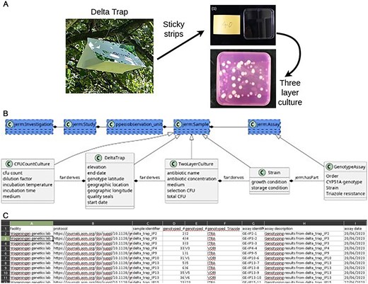 Overview of the SchimmelRadar method. (A) A DeltaTrap with three sticky strips is used to capture spores from A. fumigatus. These strips are incubated in selective conditions to obtain CFUs of A. fumigatus. The schema of the SchimmelRadar project. (B) Four subclasses of sample are made: CFUCountCulture, DeltaTrap, TwoLayerCulture, and Strain. One assay, the GenotypeAssay is added. Only the relevant fields that are added to the default classes are shown. (C) Example of the dataset.