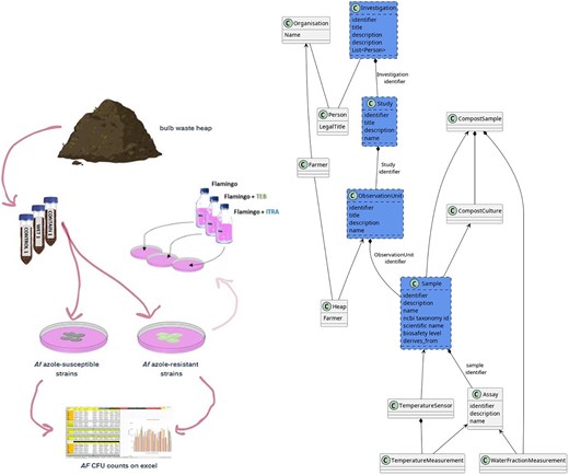 Methodology and schema for the Monitoring dataset. Steps used for analysing azole resistance in bulb-based compost in the laboratory (describe don the left side), and the methodology for data analysis (described on the right).