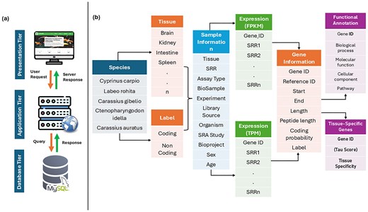 Three-tier architecture and data structure of CyExpDB. A schematic representation of the CyExpDB relational database, showing its three-tier architecture (presentation, application, and data layers) and the integration of tissue-specific gene expression data across Cyprinidae species.