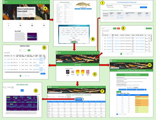 Overview and workflow of the Cyprinidae Expression Database (CyExpDB). (A) Home page providing access to database sections and species selection. (B) Genome overview page displaying species-specific genomic information and data download options, with a selection panel for tissue type and gene class. (C) Results overview page offering navigation to gene information, sample details, expression profiles, and tissue-specific gene analysis. (D) Gene Information page displaying detailed gene annotations and functional data. (E) Sample Information page summarizing metadata for each RNA-seq sample. (F) Expression Profiles page presenting gene expression values (FPKM/TPM) in a tabular format with search and filtering options. (G) Heatmap visualization of gene expression patterns across samples. (H) Tissue Specific Genes page showing classification of genes based on tau score and tissue specificity. (I) Ortholog Gene Browser enabling users to identify orthologous genes across Cyprinidae species.