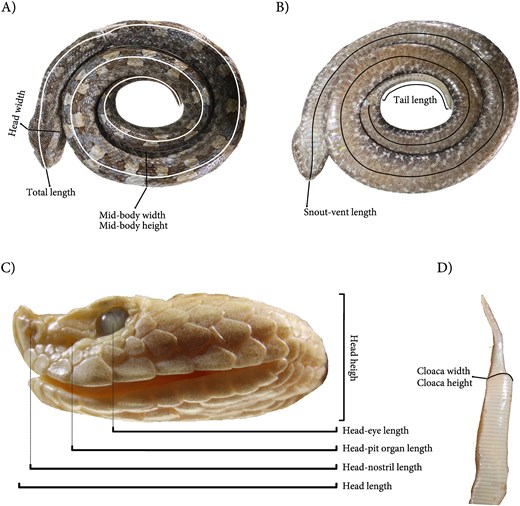 Morphometric traits measured in each Porthidium specimen, based on standardized anatomical views. (A) Dorsal view of the whole body showing total length, head width, and mid-body width and height; (B) ventral view highlighting snout–vent length and tail length; (C) lateral view of the head illustrating head height, head length, head to eye length, head to pit organ length, and head to nostril length; and (D) dorsal view of the posterior body showing cloaca width and height.