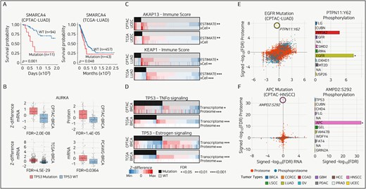 Use cases of Panorama. (A) Kaplan–Meier survival curves for SMARCA4 mutations in LUAD from CPTAC (left) and TCGA (right) datasets. Log-rank test. (B) Box plots comparing Z-differences in mRNA and protein expression levels for AURKA across multiple breast cancer (BRCA) cohorts. P-value is calculated from the Student’s t-test and converted to FDR using the Benjamini–Hochberg method. (C) Heatmaps illustrating the relationship between immune scores from ESTIMATE and xCell and gene expression changes as Z-differences, with significant associations marked by FDR thresholds. The P-value is calculated from the Student’s t-test and converted to FDR using the Benjamini–Hochberg method. (D) Heatmaps showing the association between mutation status and tumor necrosis factor-alpha (TNFα) and estrogen signaling pathways in BRCA. Expression changes are represented as Z-differences, with significant differences denoted by asterisks indicating FDR thresholds. The P-value is calculated from the Student’s t-test and converted to FDR using the Benjamini–Hochberg method. (E and F) (left) Scatter plots showing the correlation between RNA, proteome, or PTM changes for mutations in two tumor types, with outlier phosphorylation sites highlighted. The right panels display bar plots comparing the signed -log10(FDR) for proteome phosphorylation targets across all tumor types. P-value is calculated from the Student’s t-test and converted to FDR using the Benjamini–Hochberg method.