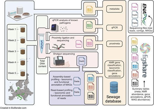 Overview of the dataset. Step 1: Time-series sewage samples were collected from sewage treatment plants across five European cities. Step 2: DNA was extracted from these samples and shotgun sequenced. A subset of samples underwent proximity ligation combined with shotgun sequencing (Hi-C) at Phase Genomics. A specific set of pathogens was quantified with qPCR. Step 3: FastQ files derived from direct shotgun sequencing underwent processing through different metagenomic workflows. These involved mapping trimmed reads against both a genomic sequence database and the Resfinder ARG database, the assembly of reads into contigs, and subsequent binning of these contigs to extract MAGs. Taxonomic identification of MAGs was accomplished using the Genome Taxonomy DataBase (GTDB). Step 4: The outputs from various approaches, along with additional analysis results, were integrated into a PostgreSQL database. Quality-filtered fastQ files and fasta files of contigs, MAGs, and Hi-C clusters were uploaded to the ENA. A subset of tables from the database is available on the Figshare repository (see the ‘Data records’ section).