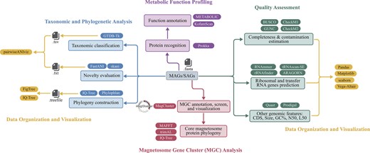 Recommended MTB genomic analysis pipeline with bioinformatic tools.