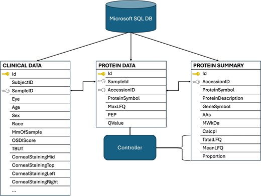 Overview of the TearFluid database schema. The relational design of the database highlights interoperability among tables. The ‘ID’ fields represent hidden, unique server-side identifiers for each record. The ‘Sample ID’ and ‘Accession ID’ fields serve as foreign keys that enable integration across datasets. An example of this coordination is shown, where the backend controller analyses the Protein Data Table to generate the ‘TotalLFQ’, ‘MeanLFQ’, and ‘Proportion’ fields in the Protein Summary Table.