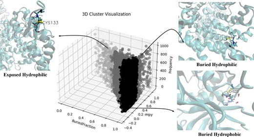 Distribution of cysteine protein microenvironments, from DUF proteins, in three clusters, buried hydrophobic, buried hydrophilic, and exposed hydrophilic. The X-axis represents the BF; the Y-axis, rHpy; and the Z-axis, populations of cysteine. Three insets show the relative position of the cysteine residue in three different protein microenvironments, buried hydrophobic (PDB ID: 8PCH), buried hydrophilic (PDB ID:7XAZ), and exposed hydrophilic (PDB ID:7UON). The figure was generated using Matplotlib and VMD software.