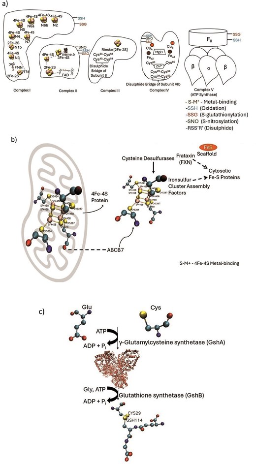 Schematic representations of Cys-PTMs in different pathways curated from literature, (a) ETC, (b) Fe–S cluster biogenesis, (c) glutathione biosynthesis, (d) fatty acid biosynthesis, (e) Kreb’s cycle, (f) pentose phosphate pathways. The amino acids and protein structures were depicted using VMD software. The small molecules were obtained from PubChem database. Cartoon diagrams were created using Microsoft PowerPoint.