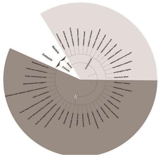 Simple tree representing the species in this study based on taxonomy for virus and archaebacteria. The figure was generated using ITOL version 7.