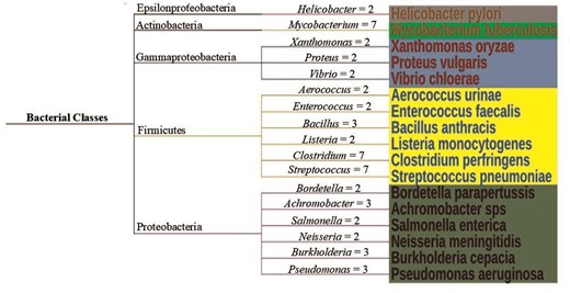 Simple tree for disease-causing bacteria, classified according to their taxonomy. The number of species per genera is shown on the connecting branch. One example per genera is shown for clarity. The figure was generated using ITOL version 7.