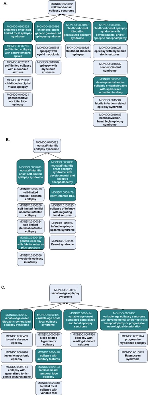 A hierarchical diagram illustrating the classification of ontology terms.