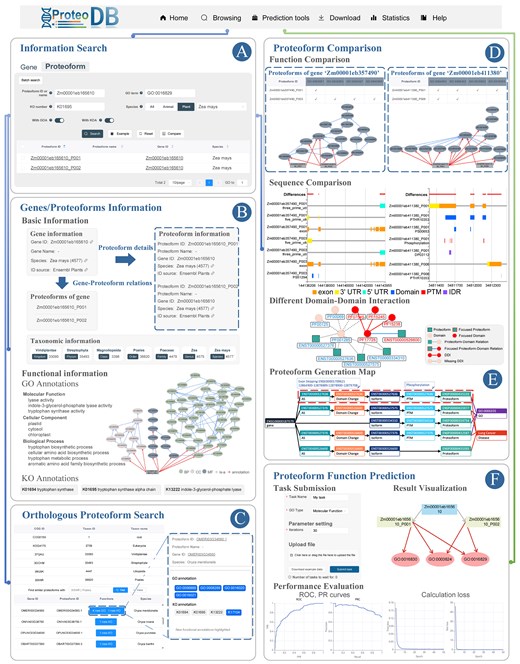 Usage of ProteoformDB. (A) On the ‘Information Search’ page, users can perform the search of proteoforms and genes through multiple keywords search or batch search. The search results provide access to gene and proteoform information pages, allowing users to explore detailed information. Additionally, users can select multiple proteoforms for comparison. (B) The ‘Gene/Proteoform information’ page offers both basic and functional information about genes and their corresponding proteoforms. The GO and KO annotations of proteoforms are displayed using a visual and interactive component, enhancing the understanding of their functional characteristics. (C) The ‘Orthologous Proteoform Search’ page allows users to discover functionally similar proteoforms across different species within the same COG. Newly identified functional annotations are highlighted, providing valuable insights into proteoform functions. (D) The ‘Proteoform Comparison’ page enables users to identify differences between proteoforms from functions and multiple functional factors. It assists users to pick out specific factors of sequence fragments, domains, PTMs, and IDRs that cause functional variations between proteoforms. The DDI part displays the impact of DDI on diverse proteoforms. (E) The proteoform generation map elucidates the intricate continuum from a gene to its proteoforms, it also unveils pivotal factors associated with the functional significance and diseases of these proteoforms. (F) The ‘Proteoform Function Prediction’ page enables users to submit proteoform function prediction tasks and present results using visualizations and various evaluation metrics.