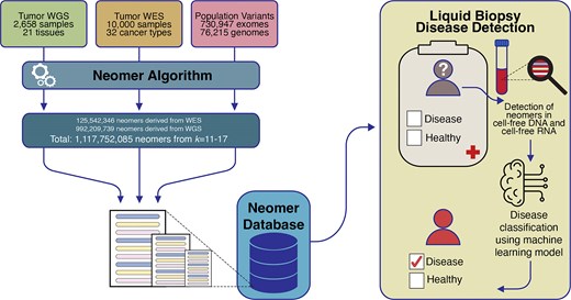 Overview of neomerDB. The database integrates neomers derived from two different approaches: (1) 2658 whole genome sequencing tumour-normal paired samples and (2) 10 000 whole exome sequencing tumour-normal paired samples. Neomers identified from germline variants, from 76 215 whole genomes and 730 947 whole exomes, are filtered with thresholds adjustable by the user. The neomer profiles are used for cancer biomarkers in liquid biopsies through their incorporation in machine learning classification models.