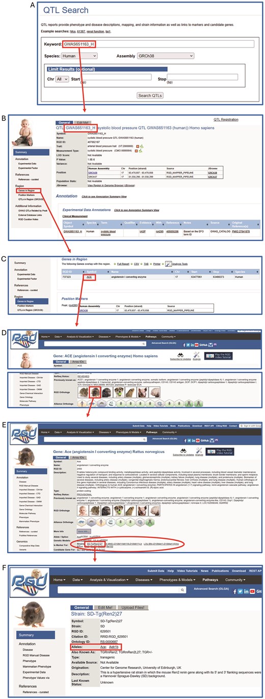 Path from human QTL GWAS651163_Hpage to a list of rat strains (models for hypertension) and QTLs. (A) QTL search; (B) Human QTL report page with disease annotation and relevant genomic data; (C) ‘Genes in Region’ of the human QTL page, showing ACE, the gene in which the human QTL GWAS651163_Hresides; (D) Human ACE report page with link to rat Ace report page; (E) Rat Ace page with links to model strains and QTLs; ‘hypertension’; (F) SD-Tg(Ren2)27 strain page with related alleles of Ace and Agtr1b.