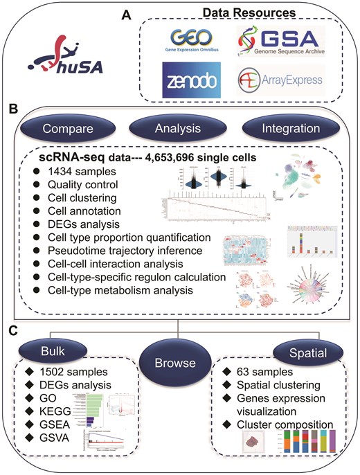 Overview of huSA. All datasets were mainly resourced from 4 database. The scRNA-seq data, bulk RNA-seq data and spatial transcription data were performed a series of analysis. Besides ‘Home’ page, the huSA provides other 6 functional modules, the ‘Compare’, ‘Analysis’, and ‘Integration’ module were used to analysis data from scRNA-seq datasets.