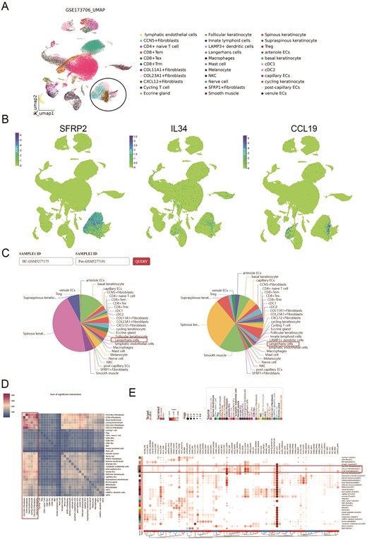 Analysis of scRNA-seq dataset for psoriasis through huSA. A. UMAP plot shows the detailed subtypes of the dataset (GSE173706). B. UMAP plots represent key genes expression on fibroblasts. C. Pie plots display the subtype distribution in the individual sample. D. The heatmap shows the sum of significant interactions among all subtypes. E. The dotplot shows multiple ligand-receptor pairs expression among interactive cell type.