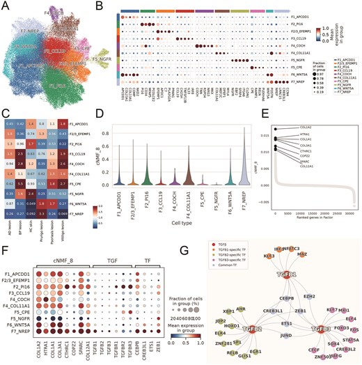 A profibrotic F7_NREP fibroblast subpopulation is enriched in prurigo nodularis (PN). A. UMAP projection of 95 753 integrated skin fibroblasts, identifying 10 distinct subsets. B. Dot plot showing marker gene expression defining fibroblast subsets. C. Heatmap of Ro/e analysis showing relative fibroblast subset abundance across skin diseases. D. Violin plot of consensus non-negative matrix factorization (cNMF) program 8 (Profibrotic Program) activity across fibroblast subsets in PN. E. Gene ranking within the cNMF_8. F. Dot plot of mean expression for cNMF8 program genes, TGFB isoforms, and co-regulating transcription factors across fibroblast subsets. G. Network plot shows SCENIC-inferred regulatory relationship.