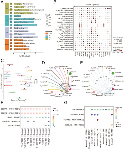 Functional characteristics and intercellular communication of fibroblast subpopulations in Prurigo Nodularis (PN). A. The diagram shows pathway enrichment analysis of the F7_NREP fibroblast subpopulation. B. Dot plot shows the neural signaling related genes expression in fibroblast subpopulations and nerve cells from PN and healthy skin. C. The dotplot displays the incoming and outgoing interaction strength for each cell type. D–E. Network plot of incoming signals to nerve cells(D) and outgoing signaling from nerve cells(E). F–G. The dotplot shows predicted ligand-receptor interactions from fibroblast clusters to nerve cells(F) and nerve cells to fibroblast subtypes(G).