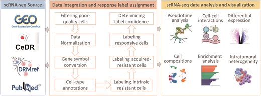 Overview of scDrugAtlas data resource, data integration and drug response label assignment, and functional modules for single-cell transcriptomic data analysis and visualization.