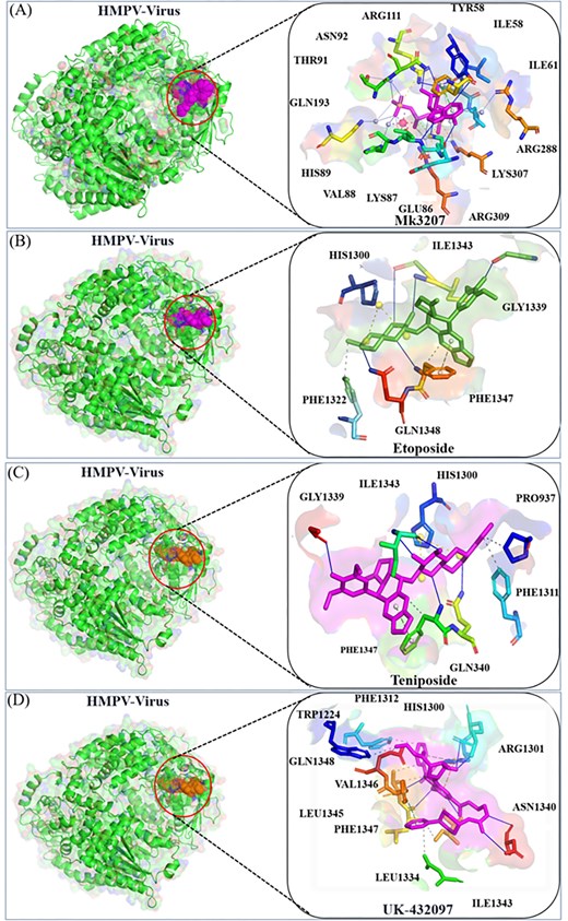 Docking analysis of MK-3207, etoposide, Teniposide, and UK-432097 with the HMPV virus. Panels (a) and (b) show the binding position and 2D interaction of MK-3207 and etoposide, respectively. Panels (c) and (d) depict the binding position and 2D interactions of Teniposide and UK-432097, respectively.